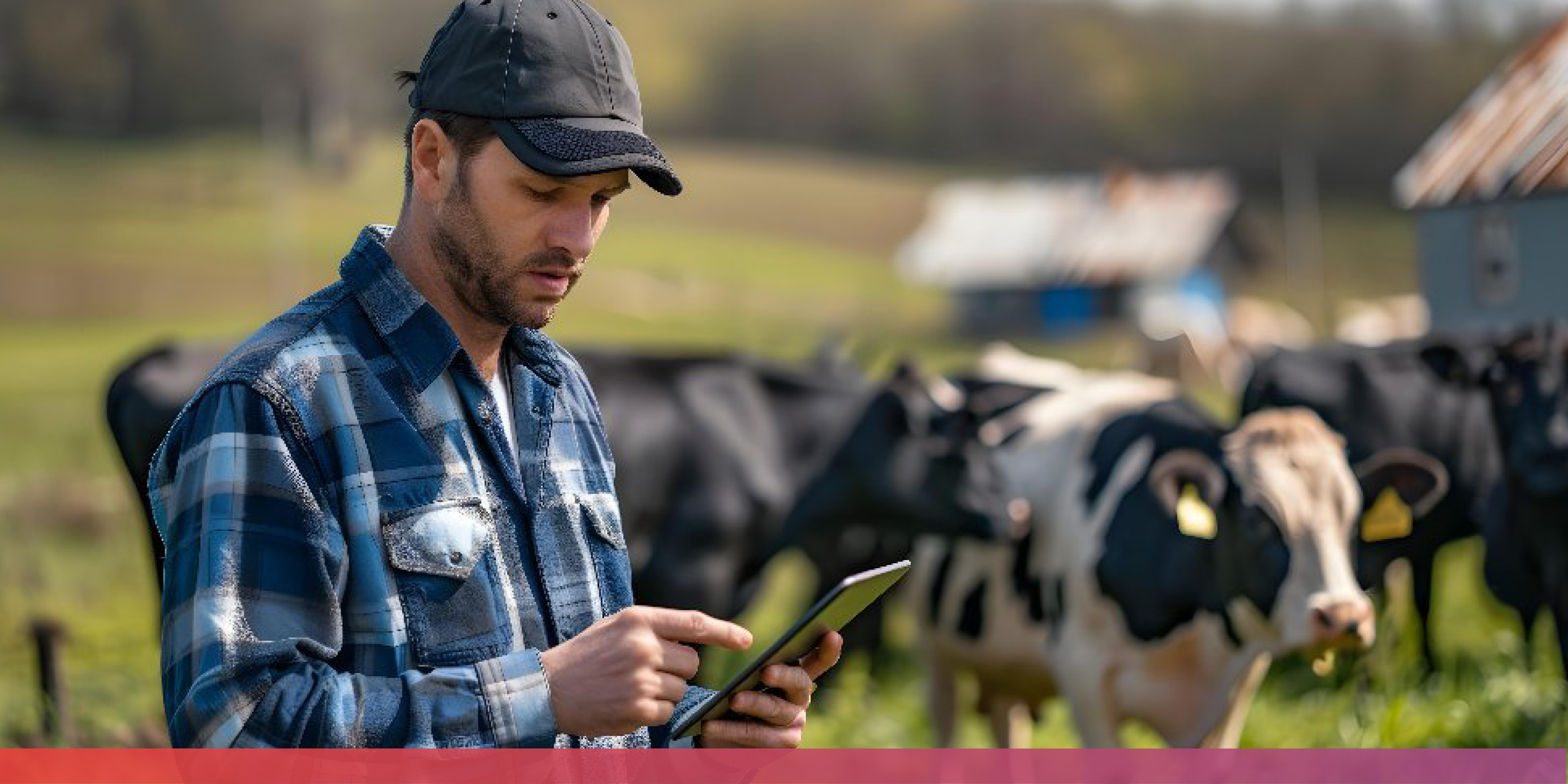 Ein Landwirt auf der Weide hält ein Tablet in der Hand; im Hintergrund viele Kühe.